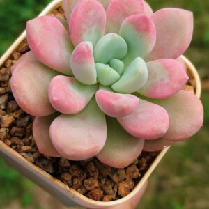 Echeveria Amore Party / Spotted Deer S