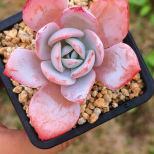 Echeveria White Lotus