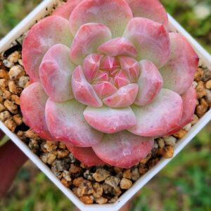 Echeveria Hibiscus