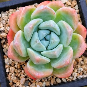 Echeveria Ice Green