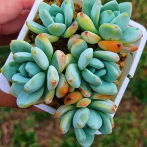 Sedeveria Maxwell cluster