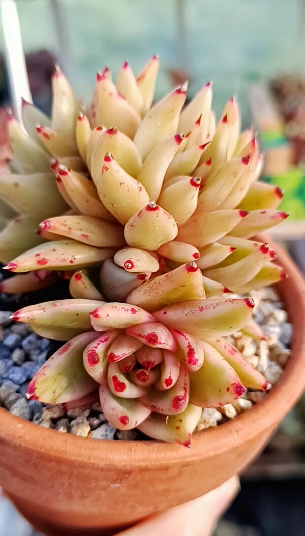 Echeveria Elk Soul Variegata Cristata