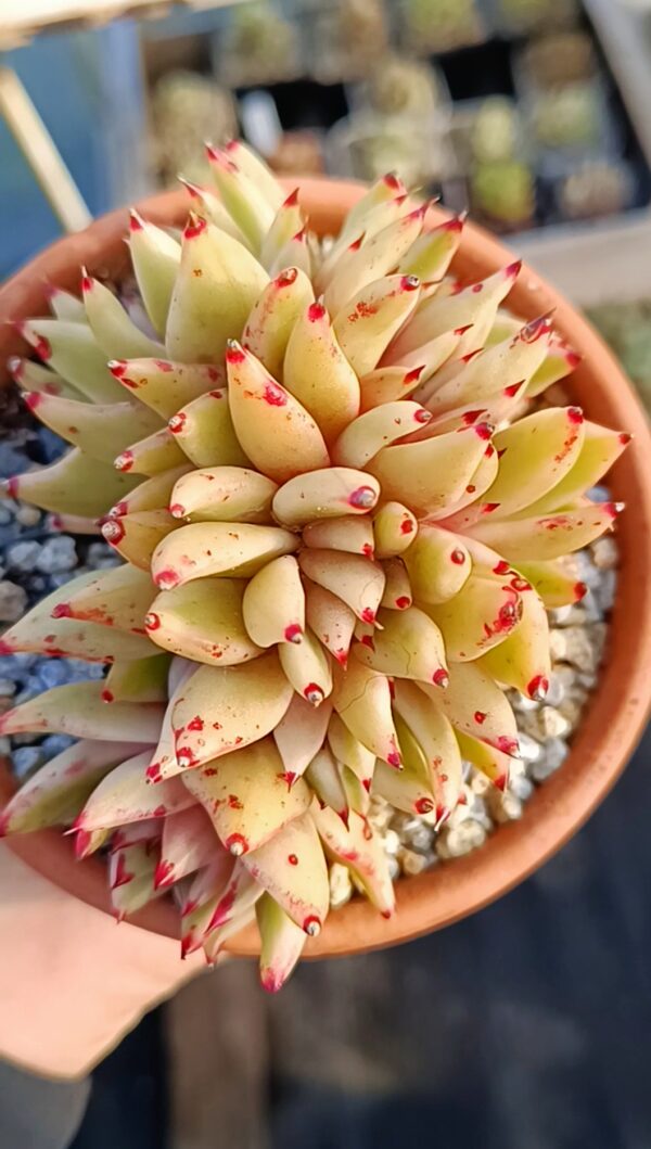 Echeveria Elk Soul Variegata Cristata – Image 2