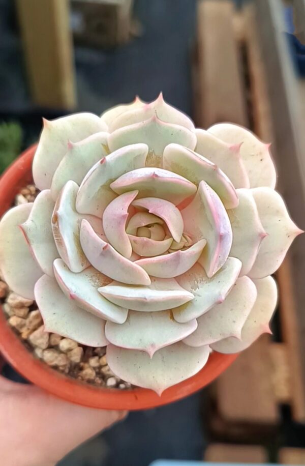 Echeveria Lola – Image 2