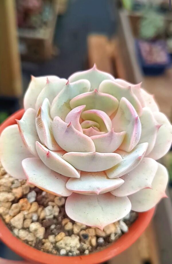 Echeveria Lola