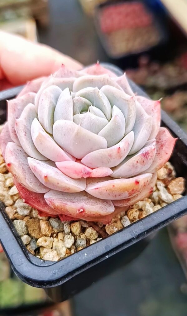 Echeveria Ice Soul