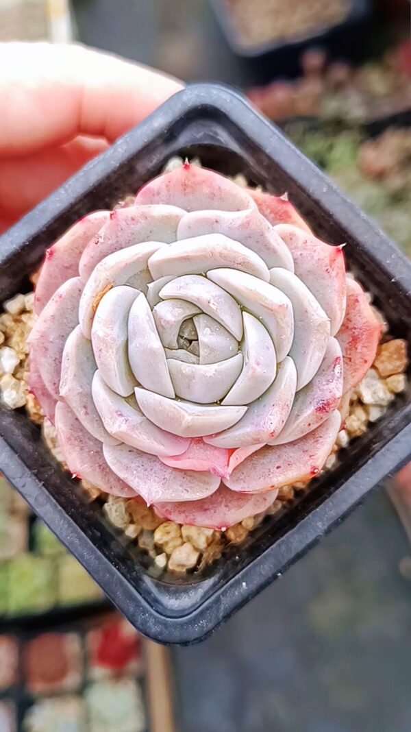 Echeveria Ice Soul – Image 2