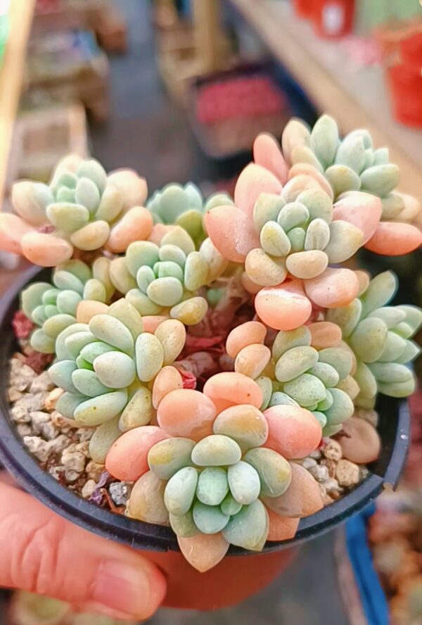 Graptopetalum Daphne / Caviar