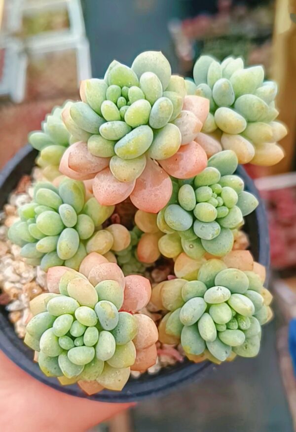 Graptopetalum Daphne / Caviar – Image 2