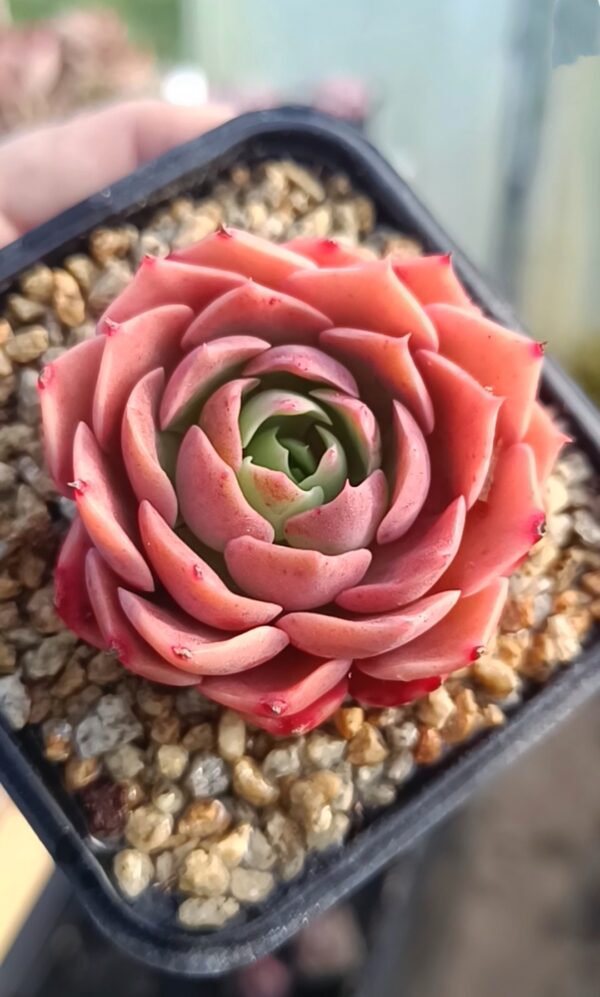 Echeveria Desert Rose – Image 3