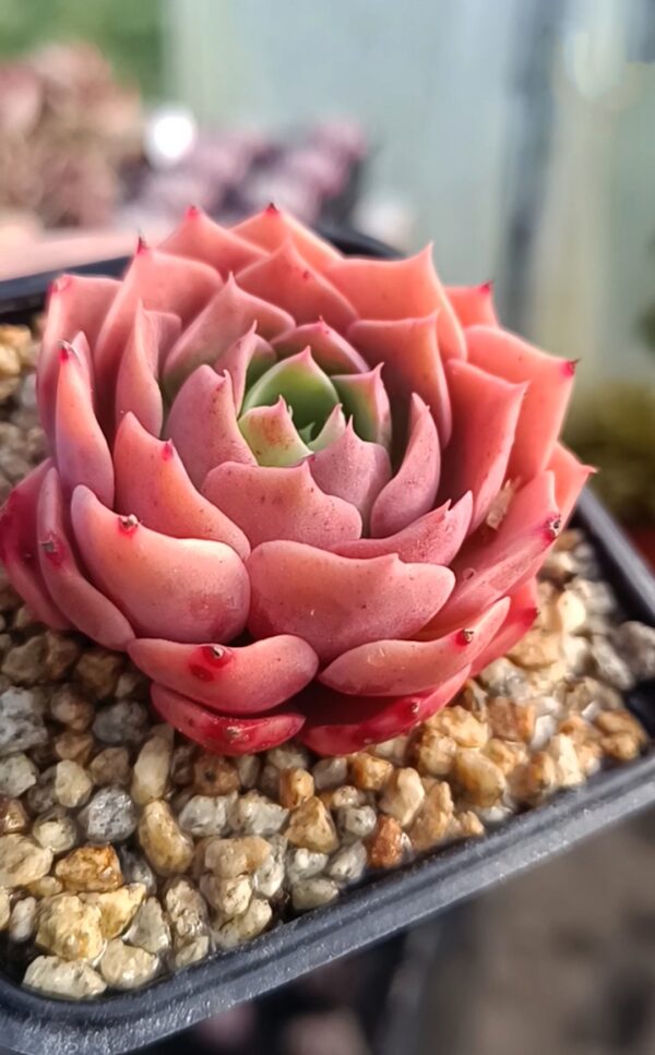 Echeveria Desert Rose