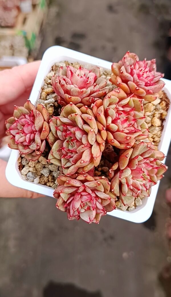 Echeveria Tesla cluster – Image 2