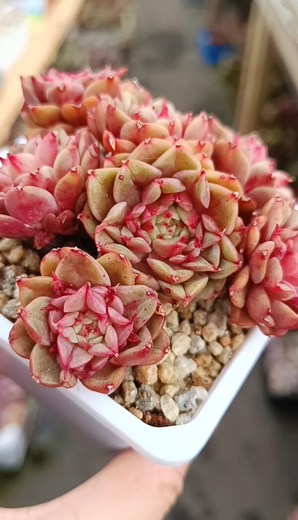 Echeveria Tesla cluster