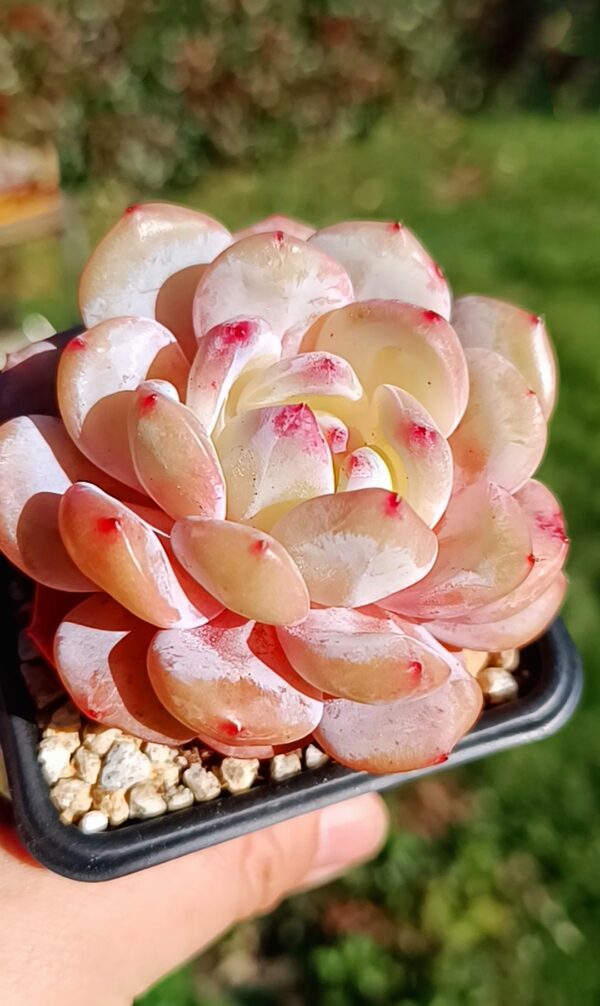 Echeveria Snow Angel – Image 2