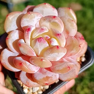 Echeveria Snow Angel