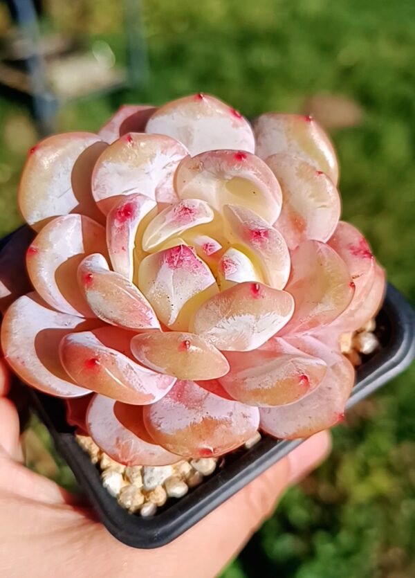 Echeveria Snow Angel