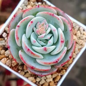 Echeveria Mont Blanc S