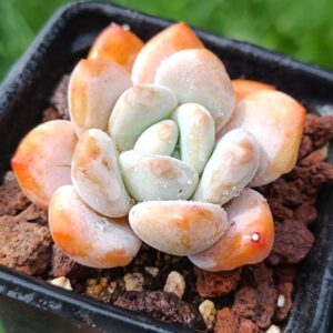 xPachyveria Frevel