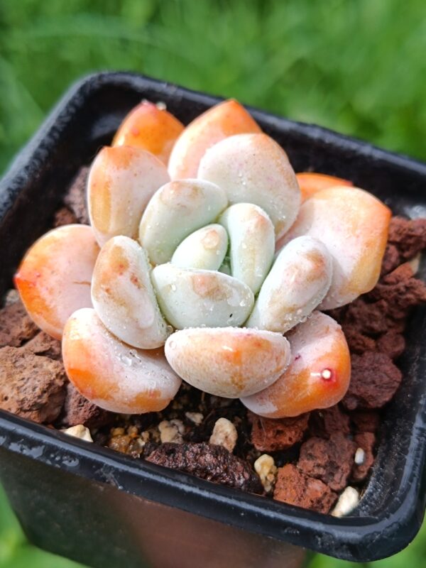 xPachyveria Frevel