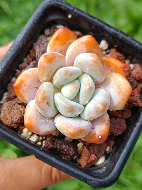 xPachyveria Frevel – Image 2