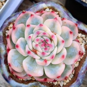 Echeveria Chihuahua Variegata