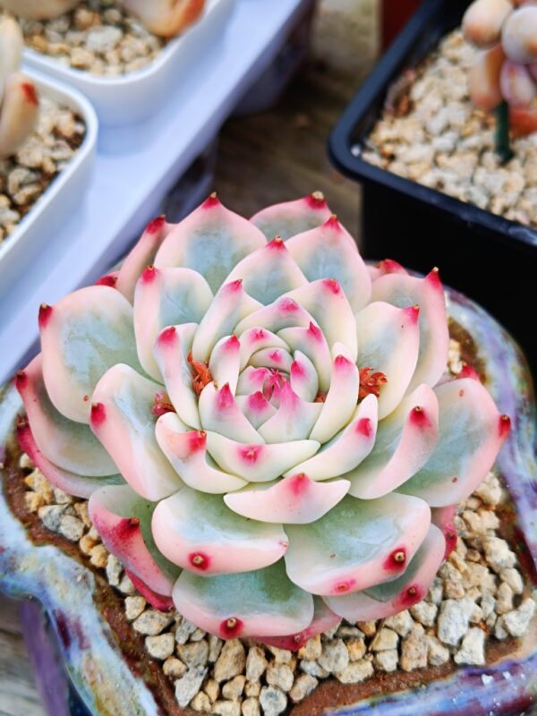 Echeveria Chihuahua Variegata – Image 2