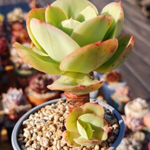 Echeveria Peach Pride