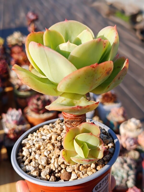 Echeveria Peach Pride