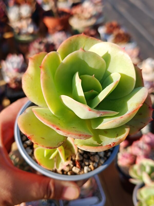 Echeveria Peach Pride – Image 2