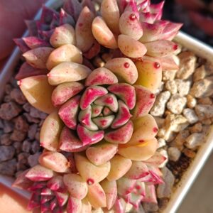 Echeveria Arzee Cluster