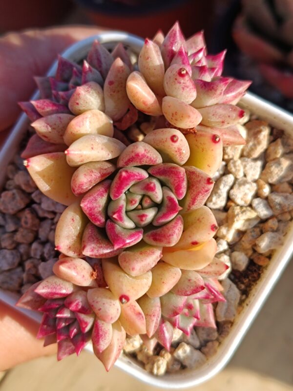 Echeveria Arzee Cluster