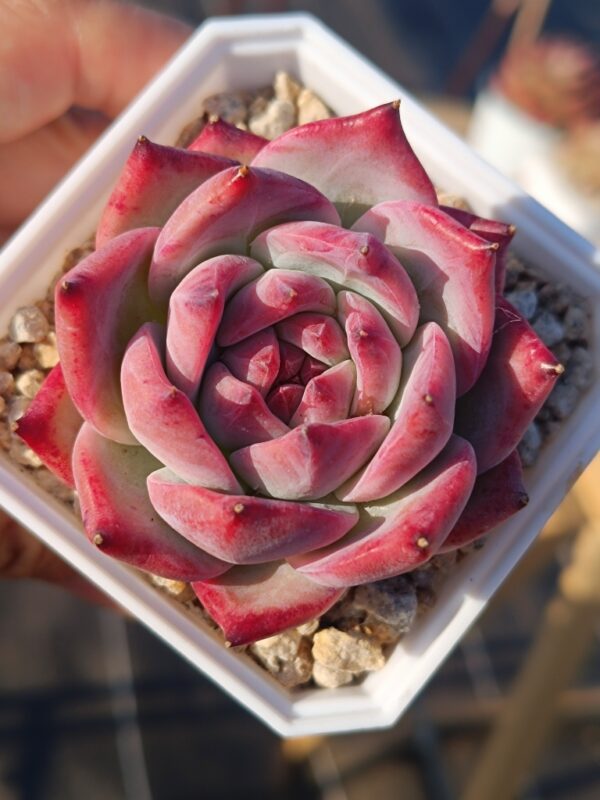 Echeveria Diamond Carolata – Image 4