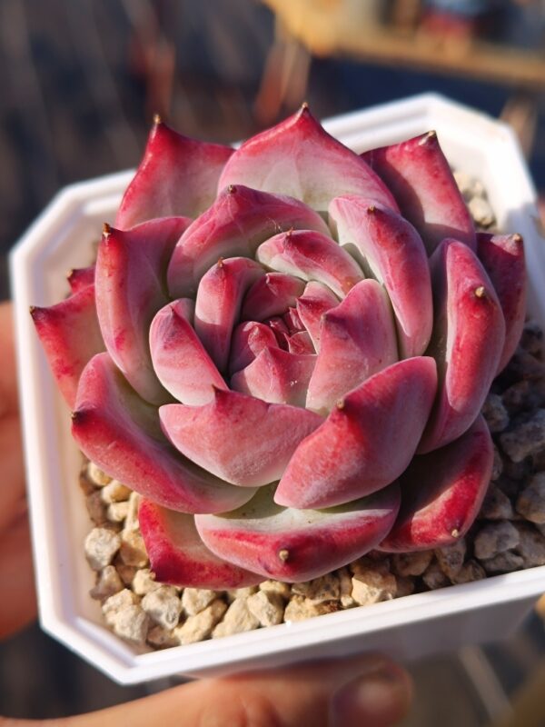 Echeveria Diamond Carolata – Image 3