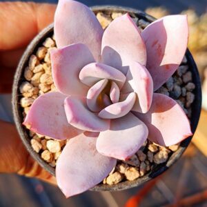Echeveria White Lotus