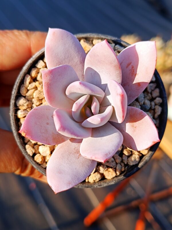 Echeveria White Lotus