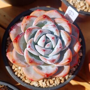 Echeveria Star Snow