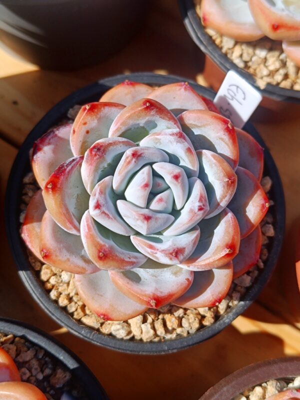 Echeveria Star Snow