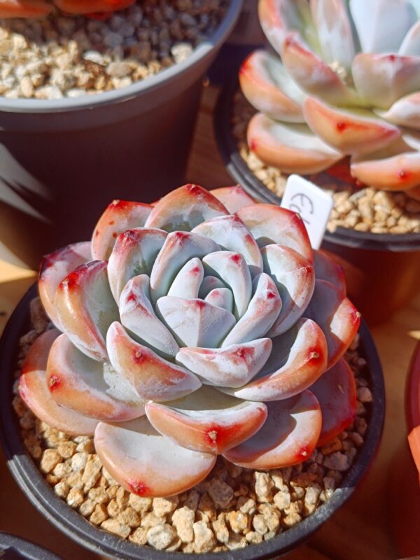 Echeveria Star Snow – Image 2