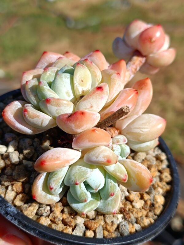 Sedeveria Maxwell – Image 3