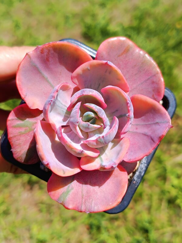 Echeveria Beyonce Variegata – Image 3