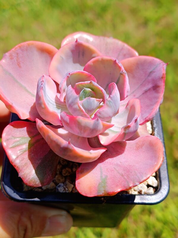 Echeveria Beyonce Variegata – Image 4