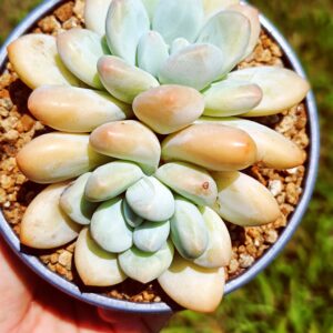 xPachyveria Frevel double têtes M