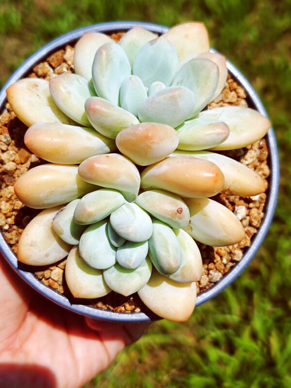 xPachyveria Frevel double têtes M