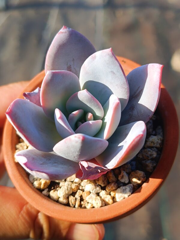 Echeveria White Lotus S – Image 3