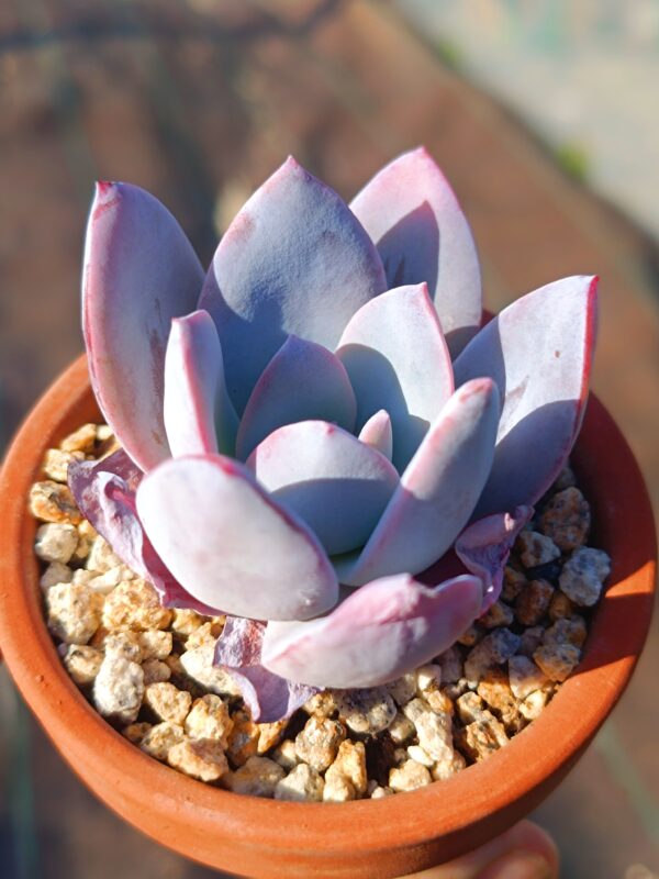 Echeveria White Lotus S – Image 2