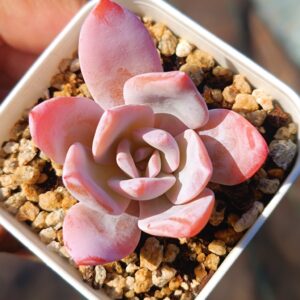 Echeveria White Lotus S