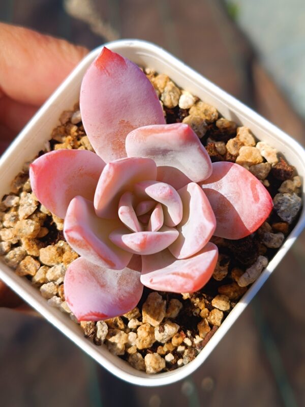 Echeveria White Lotus S