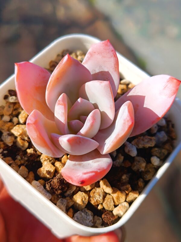 Echeveria White Lotus S – Image 4
