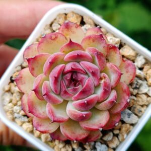 Echeveria Marcel S