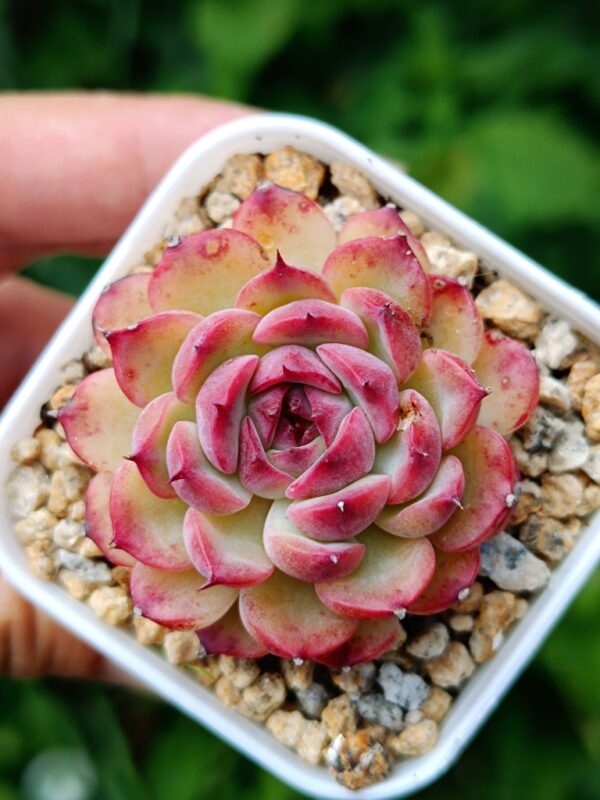 Echeveria Marcel S